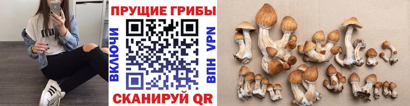 Галлюциногенные грибы Magic Shrooms  Кольчугино 